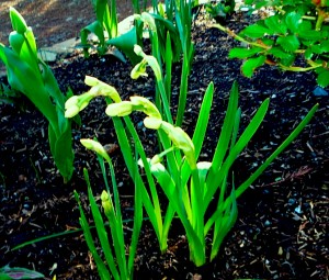 a-bunch-of-narcissus-buds