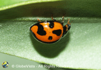 Ladybird, ladybug, Western Australia