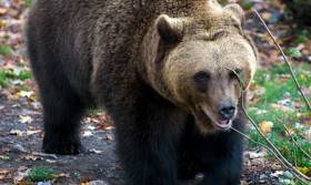 Hillsands kulturförening har med stöd av kommunen framhållit att väg 801 går genom det område som har tätast förekomst i världen av brunbjörn.