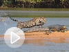jaguar-caiman-promo-vin.jpg