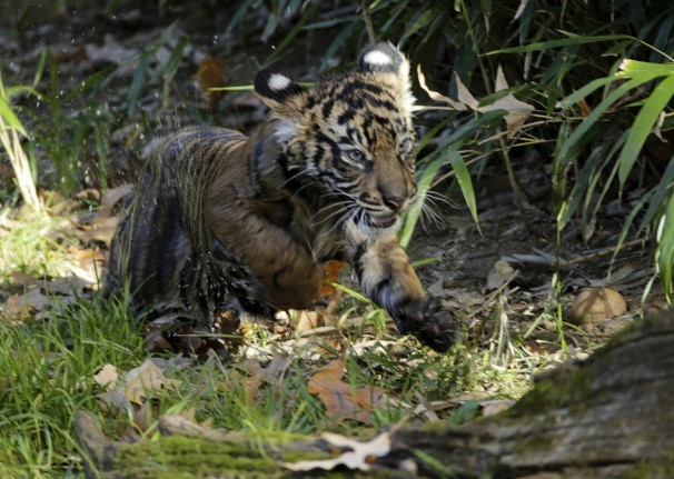Male Sumatran tiger cub Bandar scrambles away on dry land at the Smithsonians National Zoo during a swim test. 