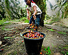 Harvesting oil palm, Musim Mas palm oil plantation, Sumatra, Indonesia