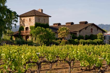Italian wine vinyard
