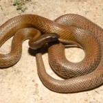 Venomous-Snakes-4