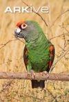 Red-fronted parrot (Poicephalus gulielmi)