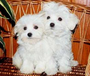  Malteses - Puppies - Pictures 