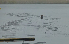 Hund und Besitzer aus zugefrorenem Teich gerettet