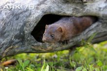 American mink at den in hollow log