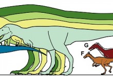 La taille relative des différents tyrannosaures. A) Nanuqsaurus hoglundi, B) Tyrannosaurus rex, C) Tyrannosaurus rex, D) Daspletosaurus torosus, E) Albertosaurus sarcophagus, F) Troodon formosus, G) Troodon sp. La barre correspond à 1 mètre. / Photo : doi:10.1371/journal.pone.0091287.g008