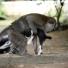 Monkey mothers Kitten: Long Tailed Monkey Acts As Mother To A Kitten