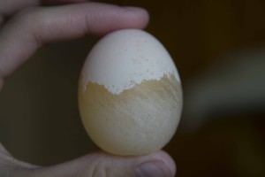 Опыты с яйцом