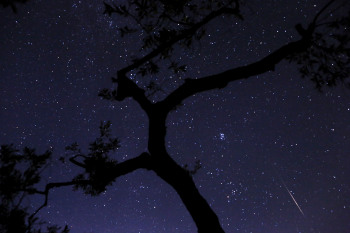 How to make the best of a muted Perseid meteor shower