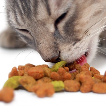 Cat-eating-dry-food