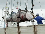Thumbnail for Japan's Commercial Whaling Efforts Should Resume, Says Prime Minister