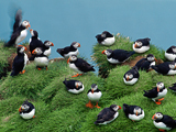 Thumbnail for Iceland's Seabird Colonies Are Vanishing, With "Massive" Chick Deaths