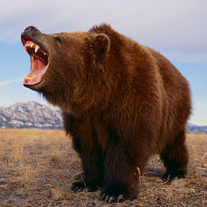 Image: Grizzly bear © DLILLC, Corbis