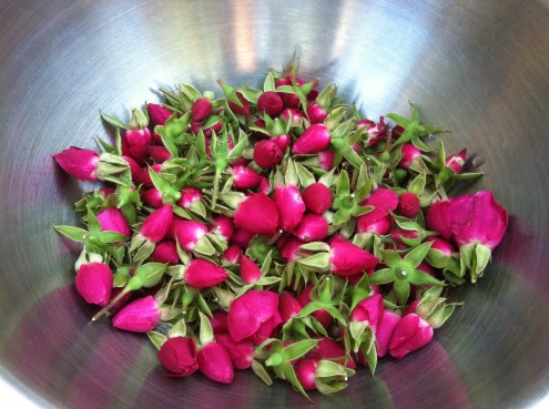 A harvest of rosebuds from a volunteer rose