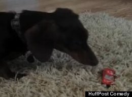 This Dog Has A Complicated Relationship With A Hot Wheels Car