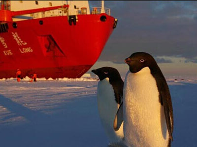 企鹅也八卦 集体围观科考队南极卸载工程