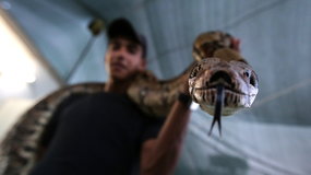 Chciał zjeść chronionego węża żeby wyleczyć kręgosłup - dostał 9 lat więzienia