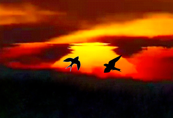 Sunset_Two_Swallows_TITLE