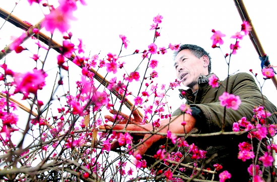 河南：卢氏县花农培育出20多种梅花盆景造型梅花