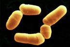 bifidobacterium image