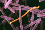 lactobacillus image
