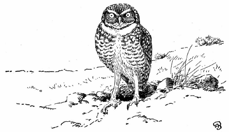 Burrowing Owl drawing