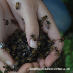 Handful of Bees