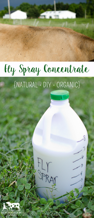 The BEST Homemade Fly Spray (It really works!!!) 
