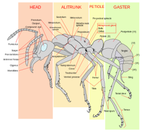 http://en.wikipedia.org/wiki/Ant#mediaviewer/File:Scheme_ant_worker_anatomy-en.svg