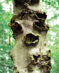  To slow the spread of beech bark disease, you can remove scale-infested trees. The disease occurs when fungus infects wounds left by scale insects.  Photo by Linda Haugen, USDA Forest Service/Bugwood.org.