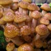 Honey-Fungus.jpg