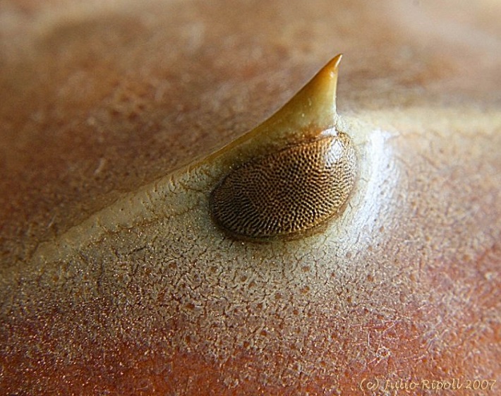 horseshoe crab eye