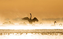 Swans swim in Qinghai Lake in northwest China's Qinghai Province