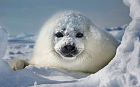 A harp seal cub looks into the camera against an icy backdrop in the Arctics Gulf of Saint Lawrence