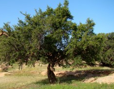 argan oil tree
