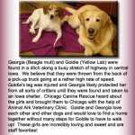 Goldie&Georgia