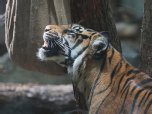 Am Internationalen Tag des Tigers macht auch der Frankfurter Zoo auf die prekäre Lage von Maleas Artgenossen aufmerksam. 