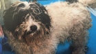 seized puppy mill dog