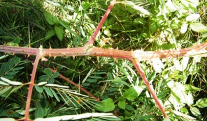 Mysore thorn close-up