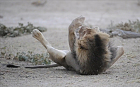 Lion does 'sit-ups' in Botswana national park
