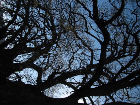 giant oak tree troodos cyprus