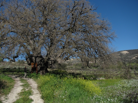 giant oak tree troodos cyprus