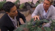Dr. Sanjay Gupta changes his mind on weed