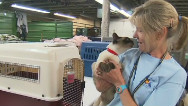 Wildfire pets wait to be reunited with owners