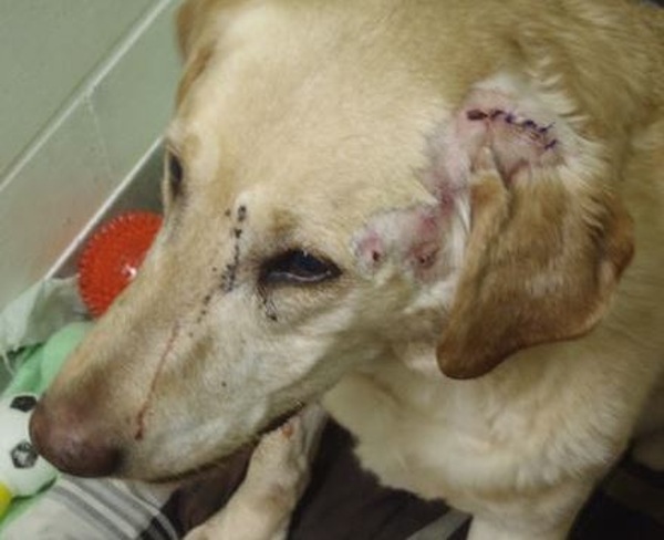 Dog shot in face multiple times in February dies