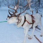 IMG 4141 150x150 Craciun in Laponia: Ai impresia ca esti intr o poveste ireala