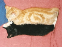 picture of two kittens asleep one on top of the other